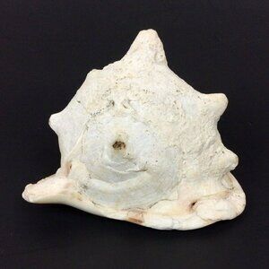 Queen Helmet Conch Shell 6x5x4 White Brown Nautical Tropical Decor Crafts